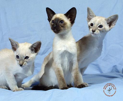 Siamese Cat 9W055D-112.JPG